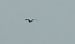 Purple Heron  - Sebastian Watras