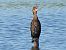 kormoran mały 