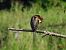 kormoran mały 