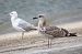 Lesser Black-backed Gull 