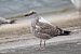 Lesser Black-backed Gull 