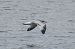 Mediterranean Gull  - Krzysztof Nowak