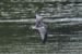 Mediterranean Gull  - Krzysztof Nowak