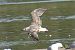 Lesser Black-backed Gull  - Krzysztof Nowak