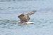 Lesser Black-backed Gull  - Krzysztof Nowak