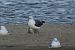 Larus fuscus graellsii / intermedius  - Krzysztof Nowak