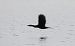 kormoran mały 