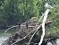 kormoran mały 