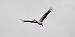 Weissstorch 