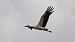 Weissstorch 