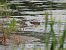 Common Snipe 