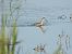 Spotted Redshank 