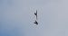 Eurasian Goshawk 