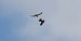 Eurasian Goshawk 