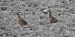 Grey Partridge 