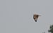 Long-legged Buzzard  - Jarosław Mydlak