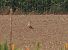 Long-legged Buzzard  - Jarosław Mydlak