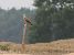 Long-legged Buzzard  - Jarosław Mydlak