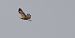 Long-legged Buzzard  - Jarosław Mydlak