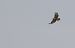 Long-legged Buzzard  - Jarosław Mydlak