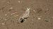 Eurasian Dotterel  - Marek Krawczyk