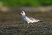 Mediterranean Gull  - Jakub Bednarek