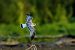 Mediterranean Gull  - Jakub Bednarek