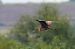 Purple Heron  - Jakub Bednarek