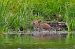 Purple Heron  - Jakub Bednarek