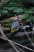 Grey Wagtail  - Tomasz Doroń