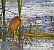 Purple Heron  - Damian Mikulski