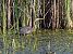 Purple Heron  - Damian Mikulski