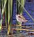 Little Crake  - Damian Mikulski