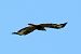 Adlerbussard  - Wojciech Plata