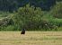 Greater Spotted Eagle  - Grzegorz Grygoruk