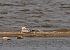Red-necked Phalarope  - Grzegorz Grygoruk