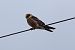 Red-footed Falcon  - Bernard Stachurski