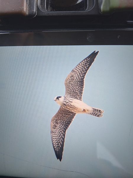 Red-footed Falcon  - Bogusław Popiołek