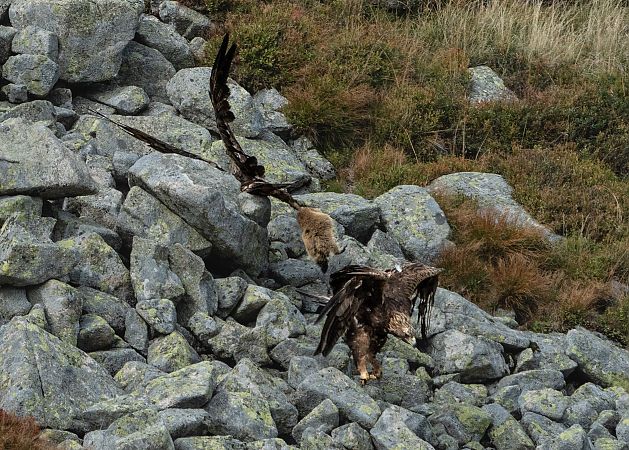 Golden Eagle  - Grażyna Koscielna