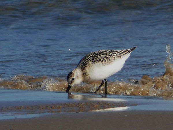 Sanderling  - Witold Chróścik