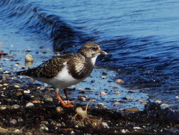 Ruddy Turnstone  - Witold Chróścik