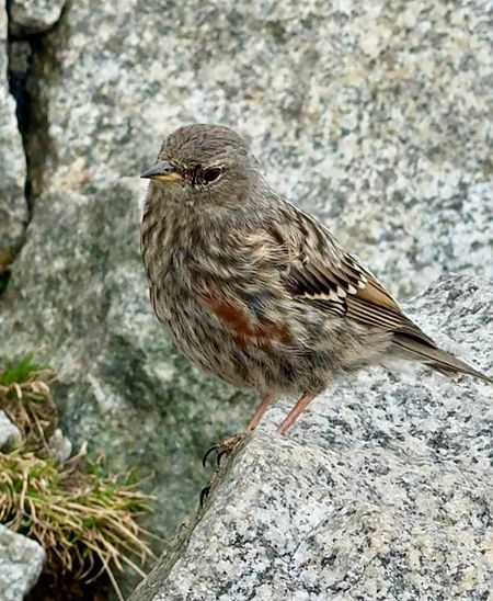 Alpine Accentor  - Tomasz Cieślak