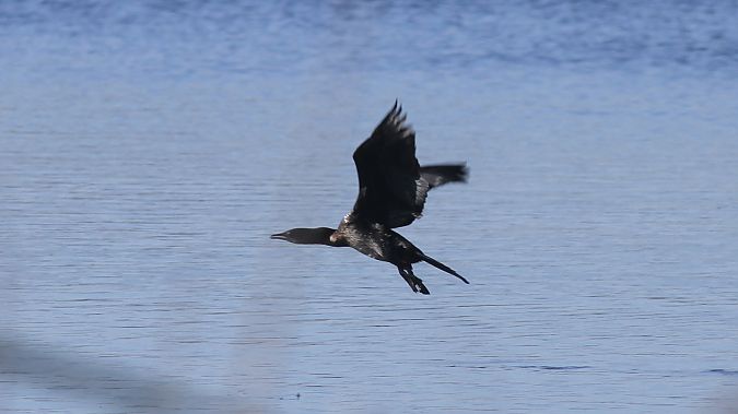 Cormoran pygmée  - Grzegorz Kaczorowski