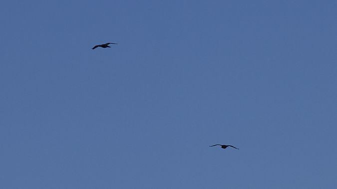 Zwergscharbe  - Grzegorz Kaczorowski