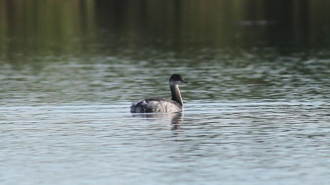 Schwarzhalstaucher  - Grzegorz Kaczorowski