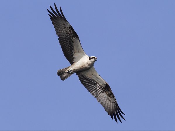 Fischadler  - Grzegorz Kaczorowski