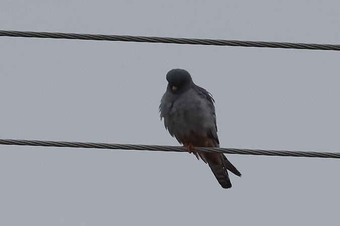 Red-footed Falcon 