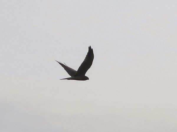 Pallid Harrier  - Dariusz Piechota