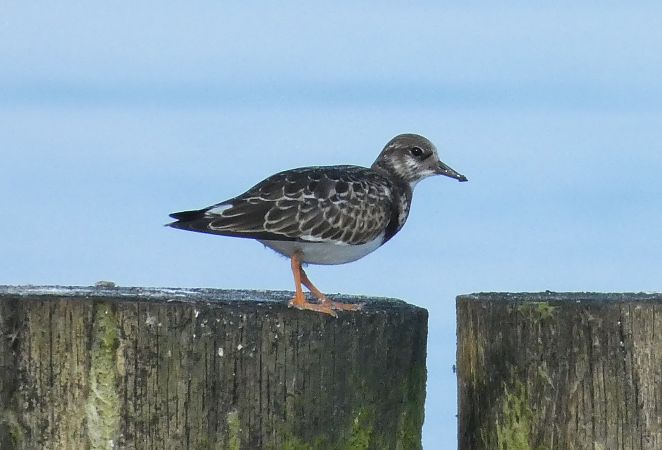 Ruddy Turnstone  - Artur Staszewski