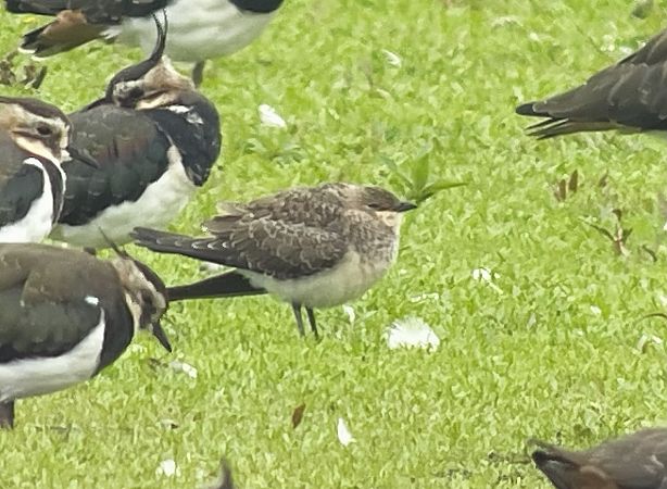 Black-winged Pratincole  - Piotr Izworski